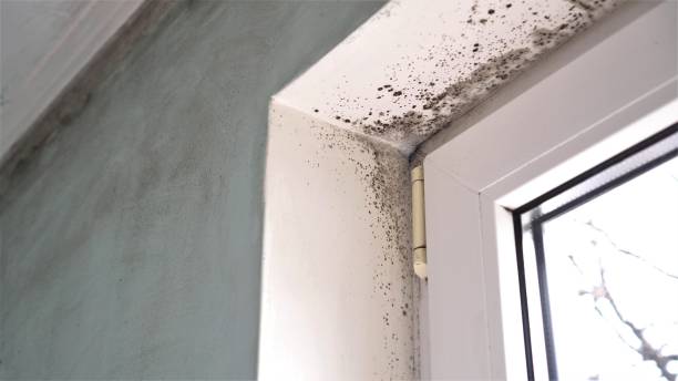 Best Professional Mold Removal  in Chelan, WA