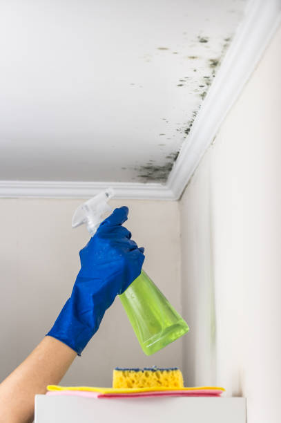 Best Home Mold Removal  in Chelan, WA